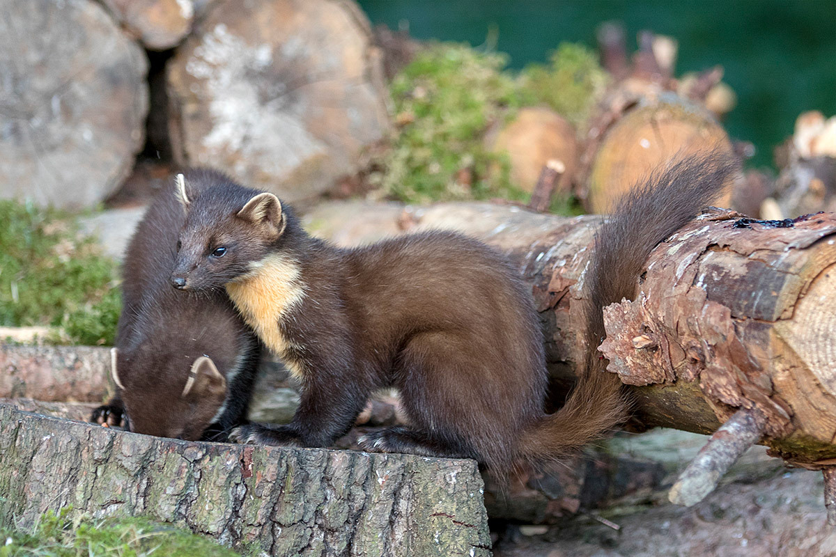 Pine Marten mother and kit, Scotland