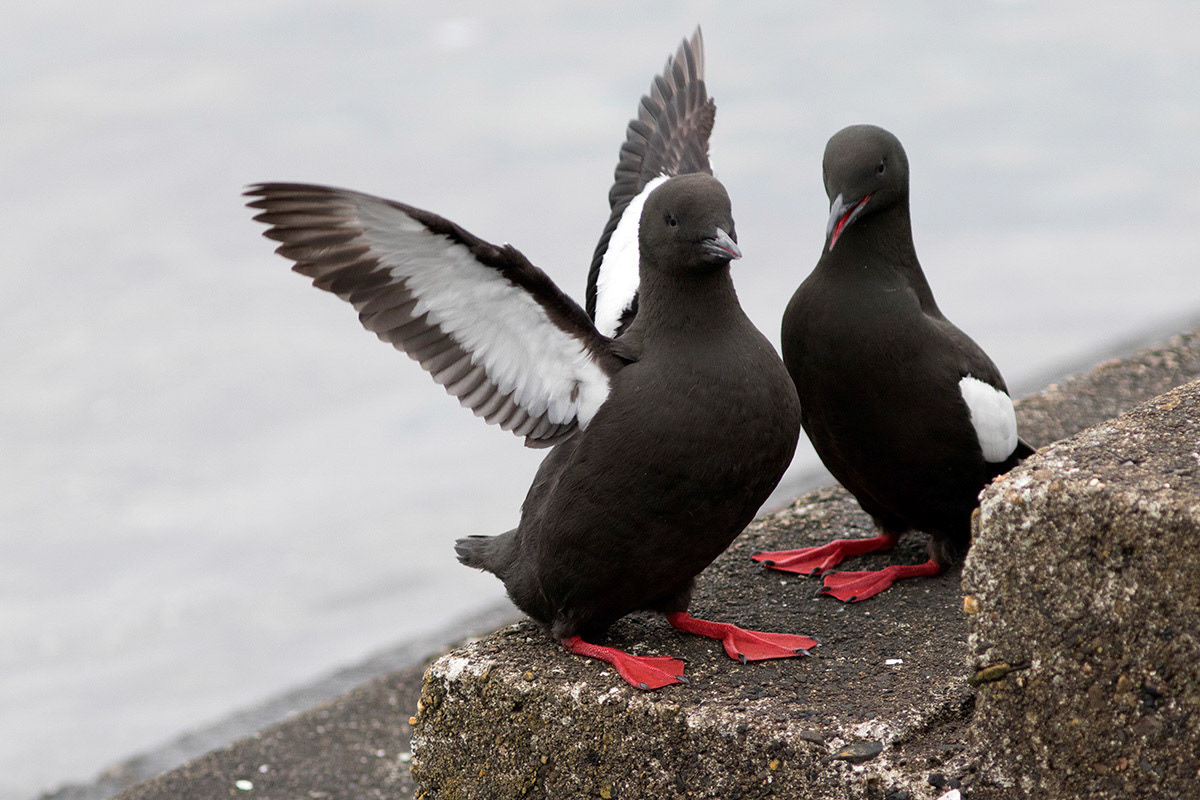 Black Guillemots (Tysties) on the harbour steps at Oban