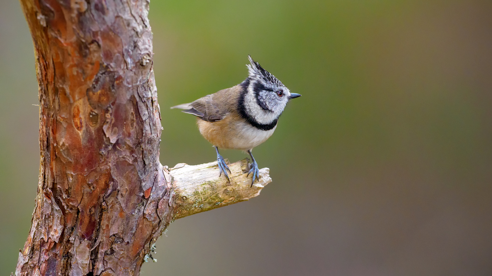 Crested Tit, Scotland