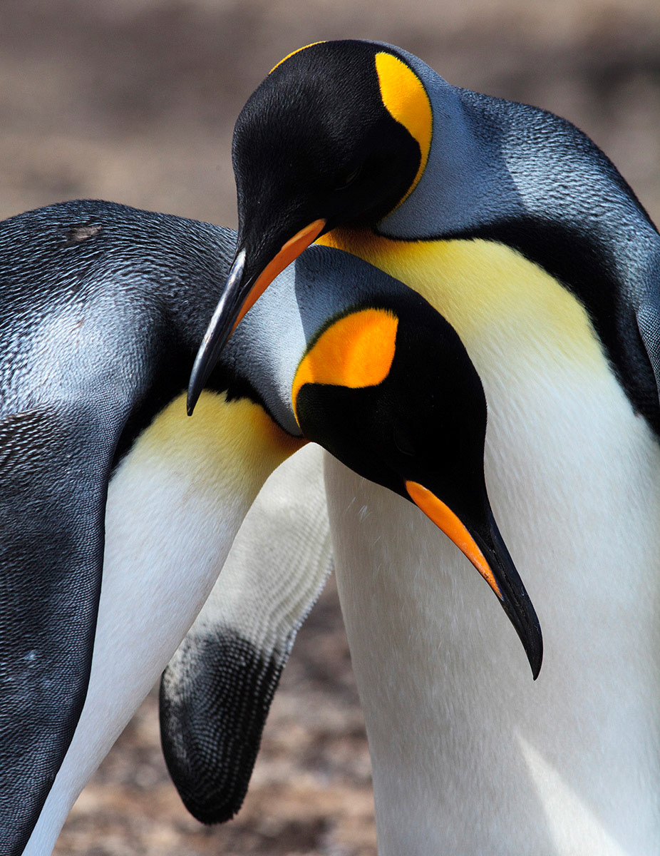 A pair of King Penguins (Aptenodytes patagonicus) on Saunders Island