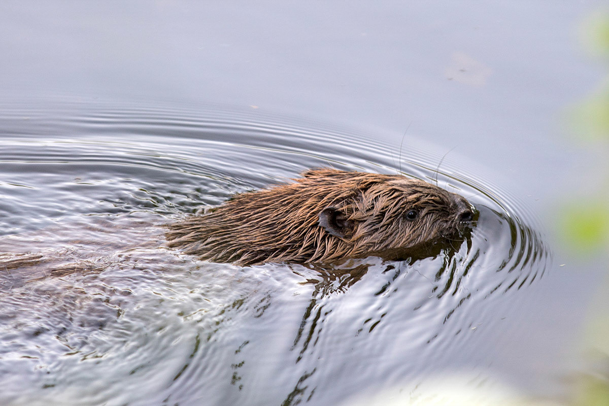 Swimming Beaver, Scotland