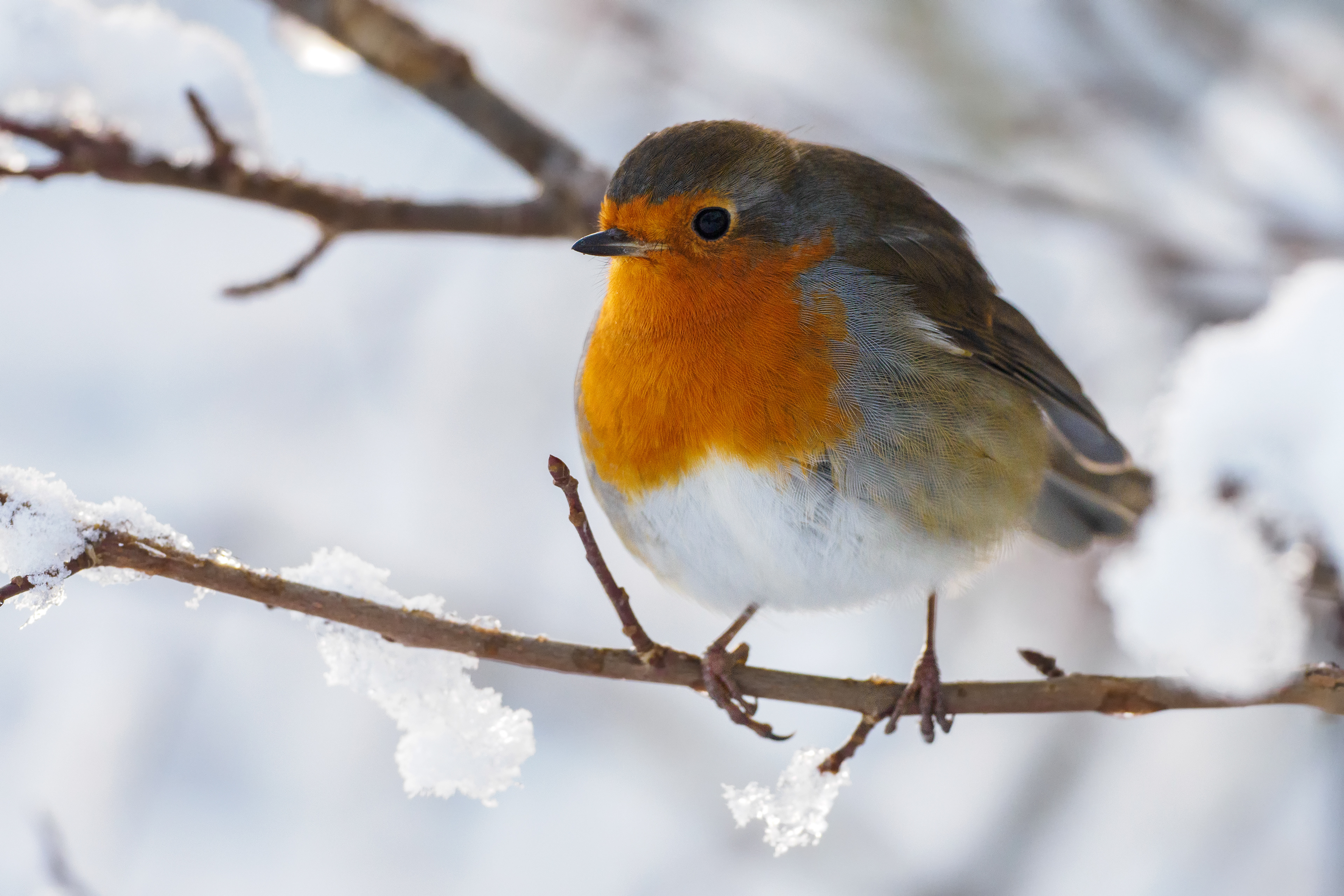Robin