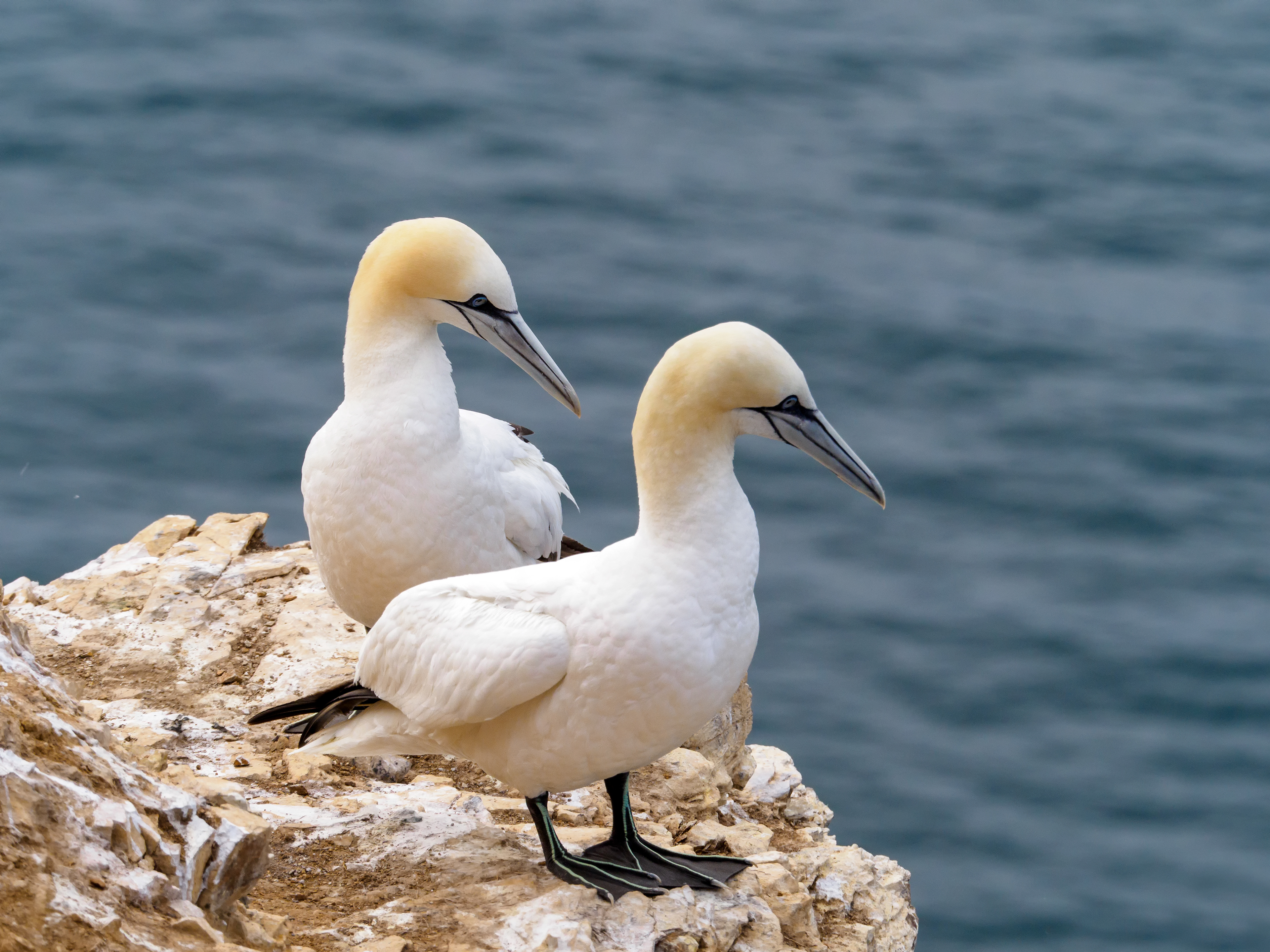 Gannets, Scotland