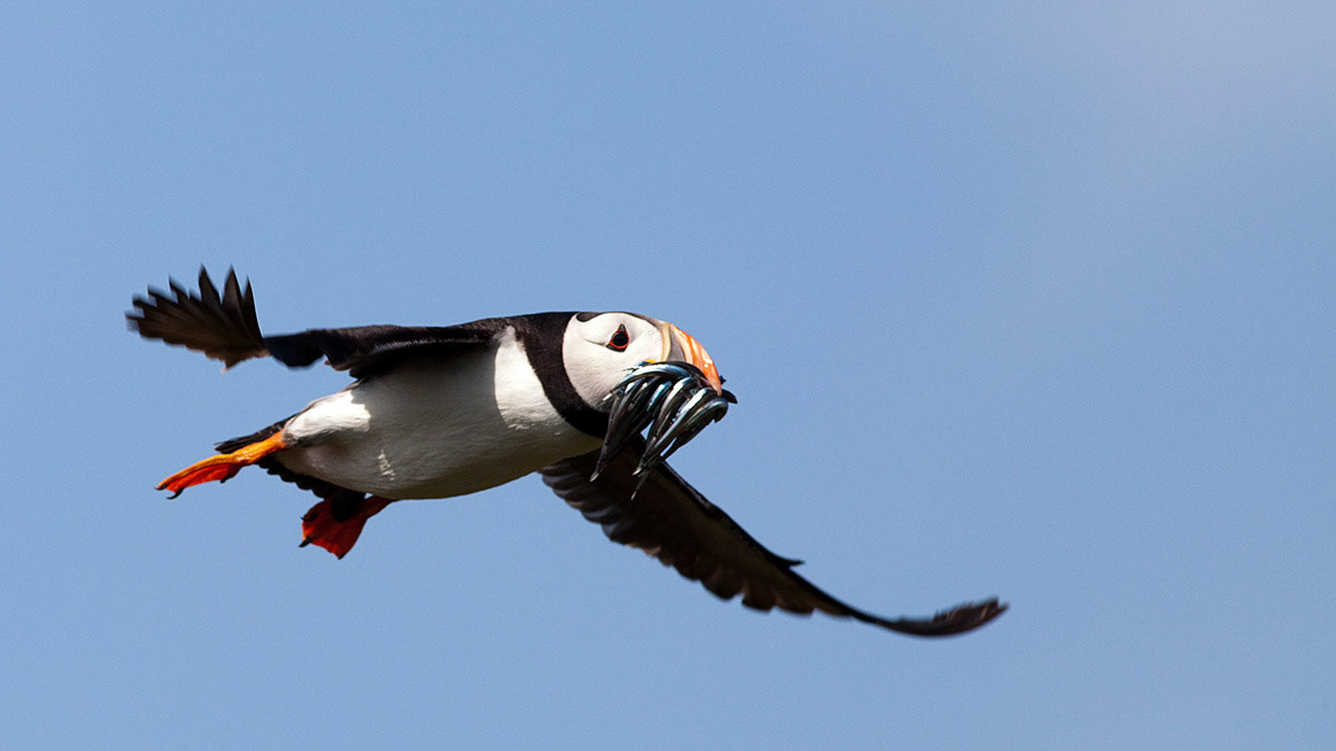 Puffin with beak full of sand eels.  Isle of May, Scotland.