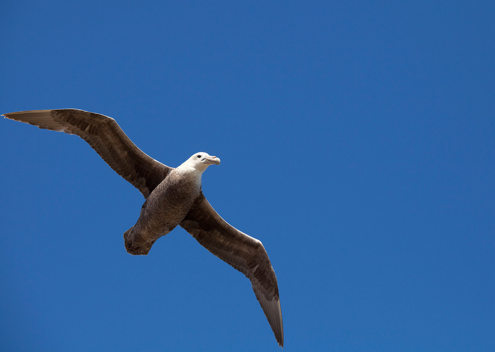 Southern Giant Petrel (Macronectes giganteus) in flight, Sea Lion Island