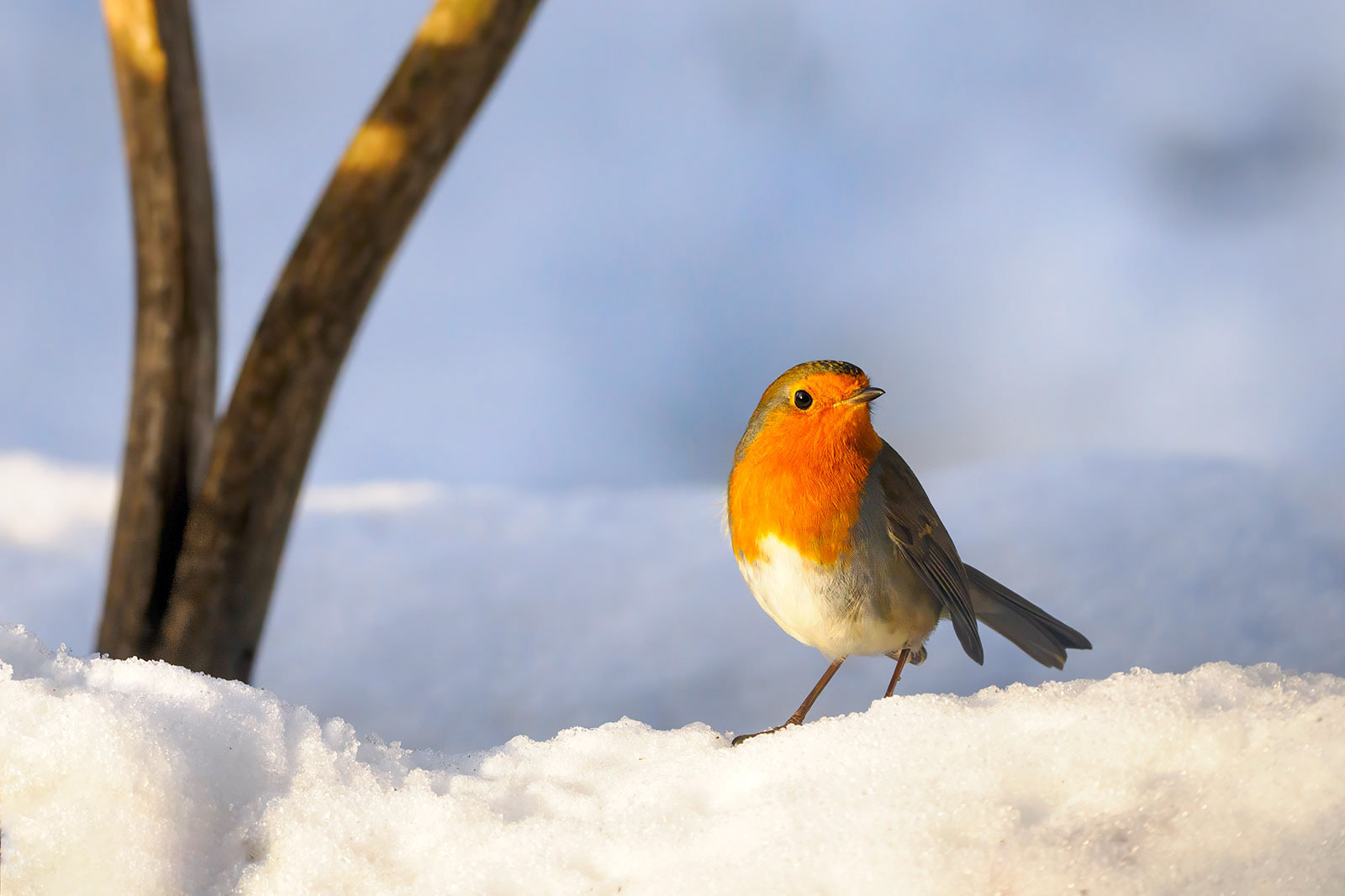 Robin in Snow