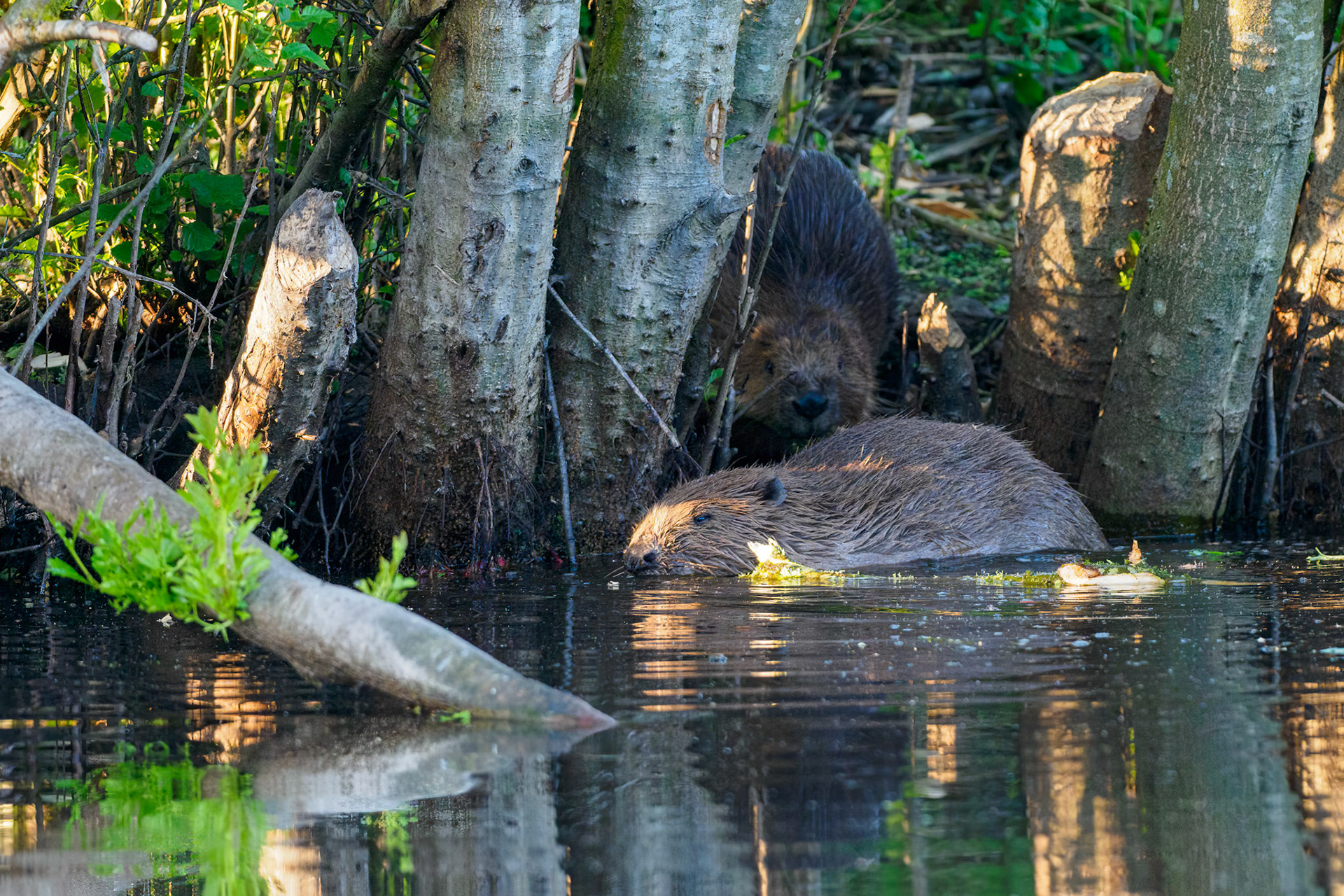 Beaver, Scotland