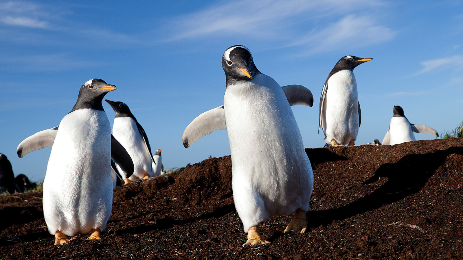 Gentoo Penguins (Pygoscelis papua) on Sea Lion Island