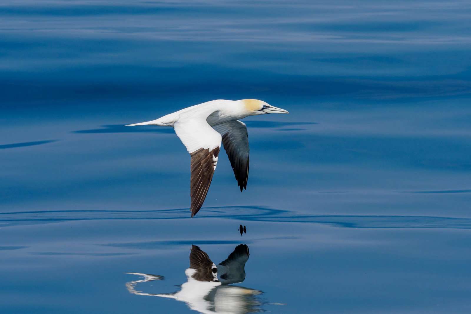 Gannet in the Firth of Forth
