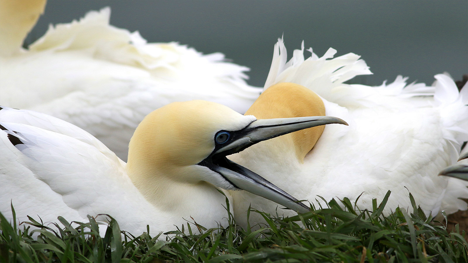 Gannets at Bempton Cliffs, Yorkshire