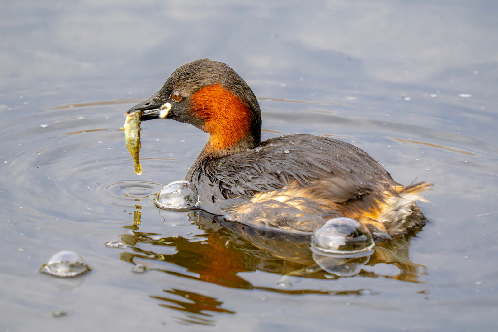 Little Grebe with Fish, Scotland