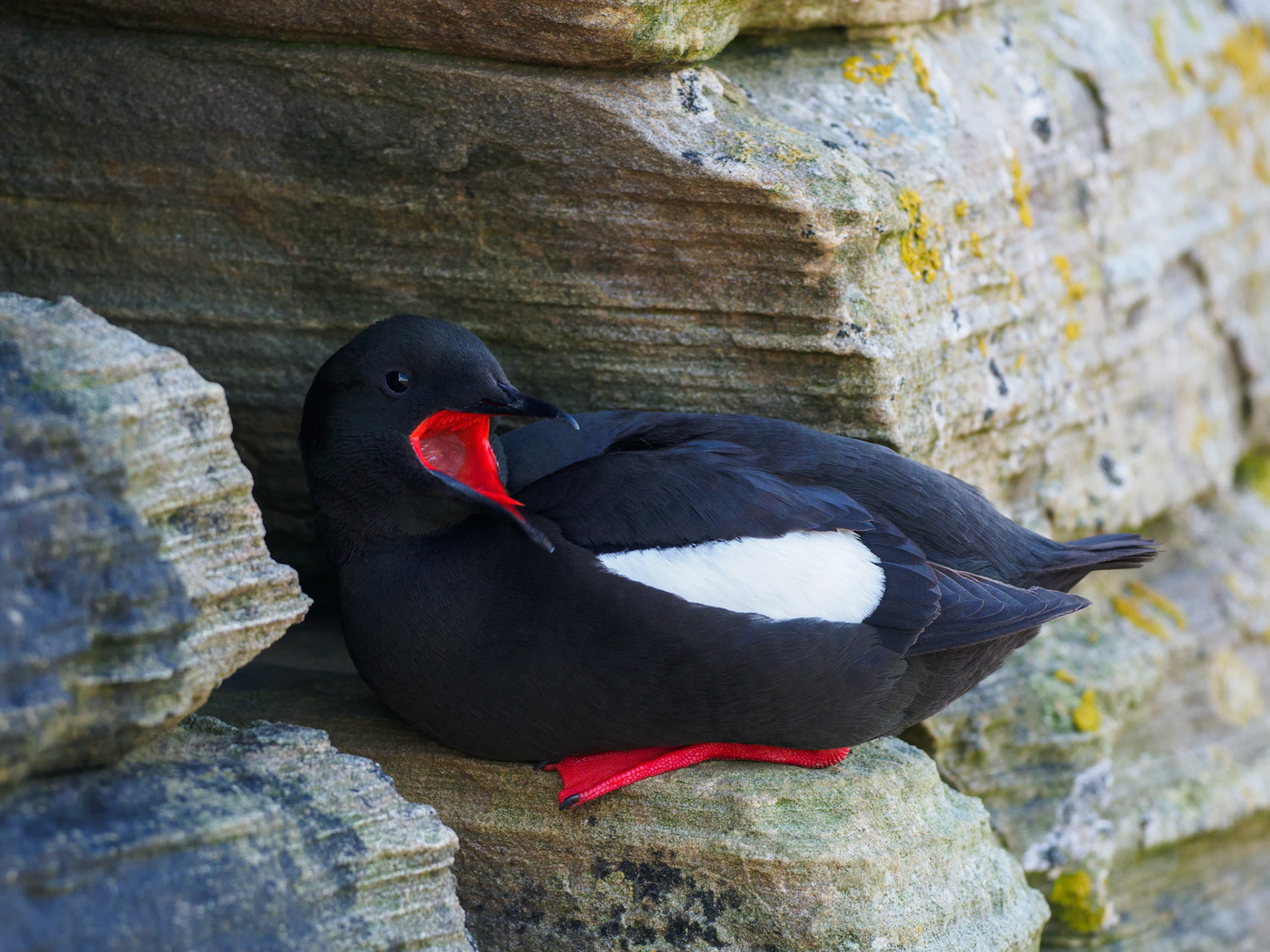 Black Guillemot (Tystie), Orkney