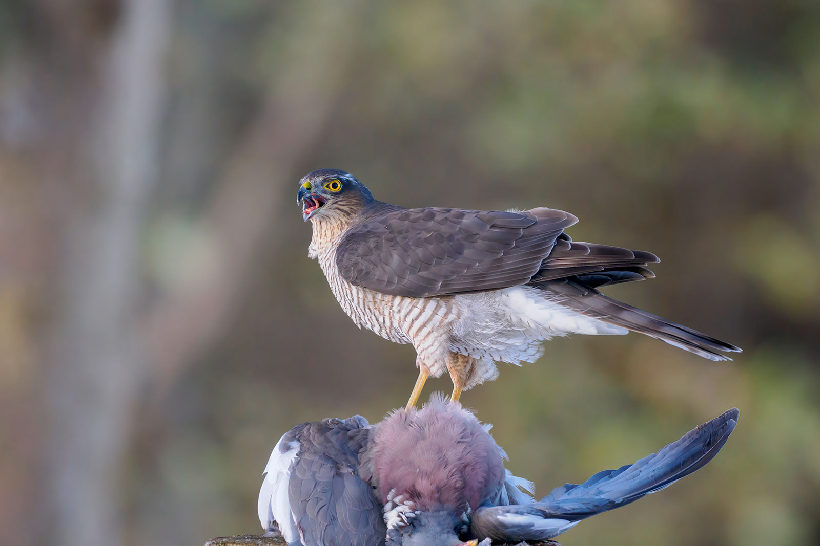 Sparrowhawk