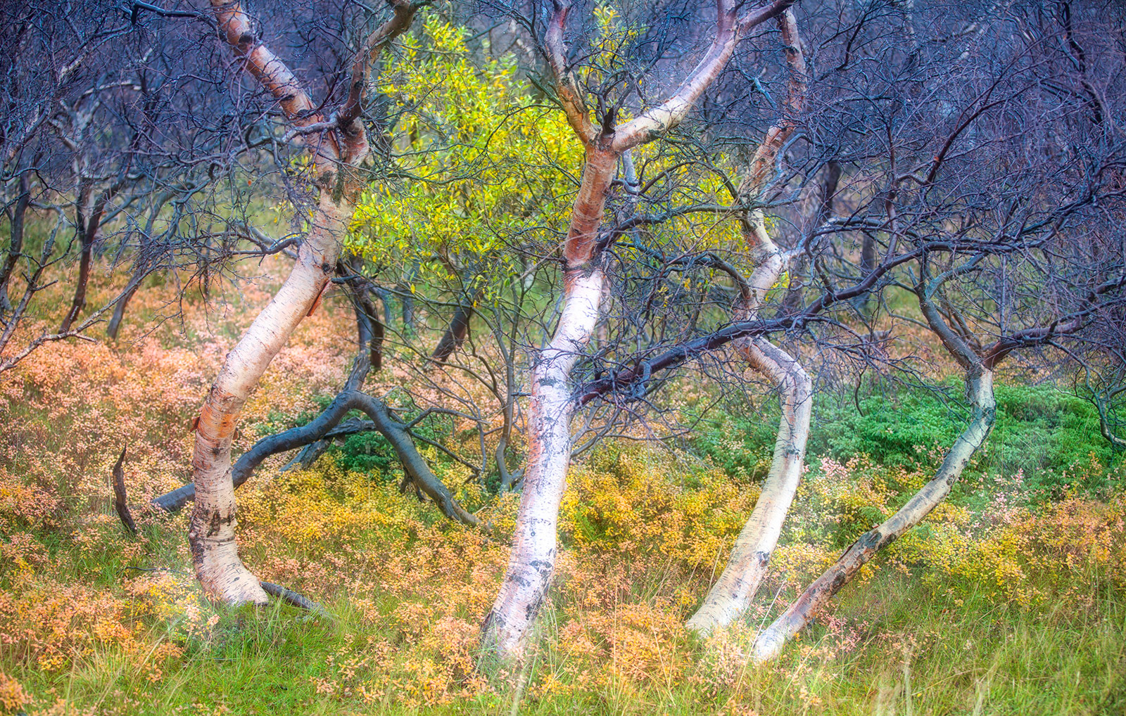 Silver Birch woodland
