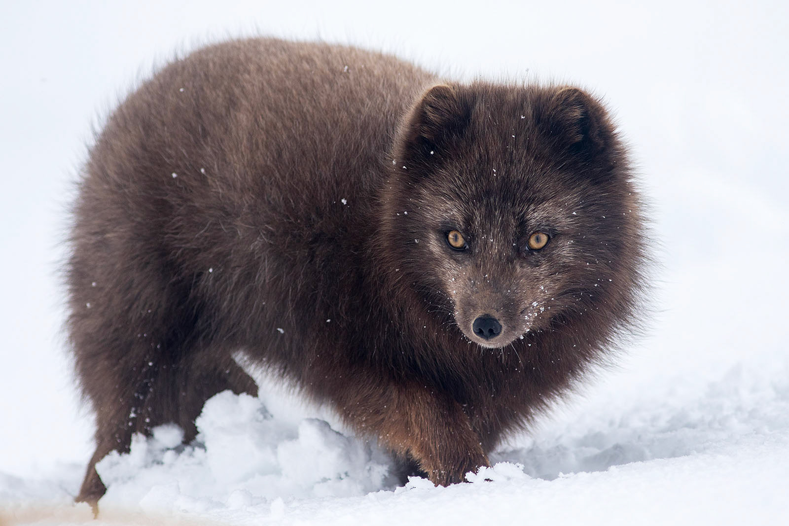 Arctic Fox in the snow