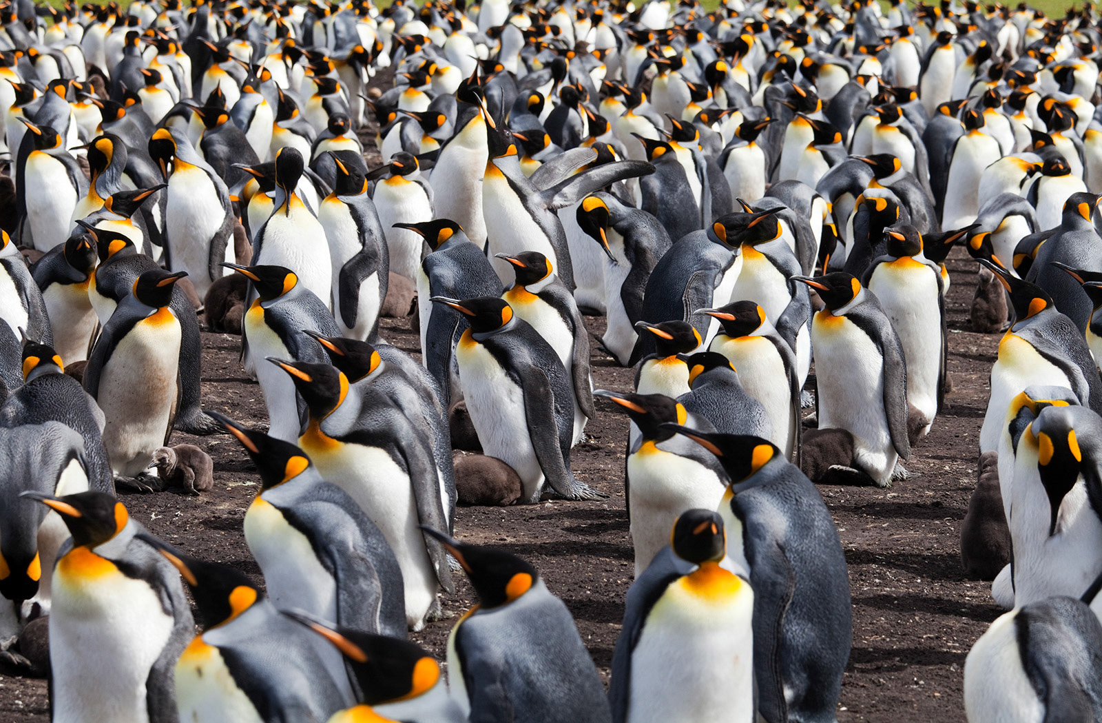 Colony of King Penguins (Aptenodytes patagonicus) at Volunteer Point in the Falkland Islands.