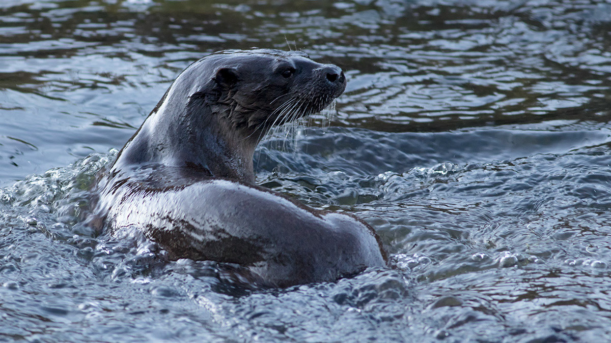 Otter swimming in the river Don, Scotland