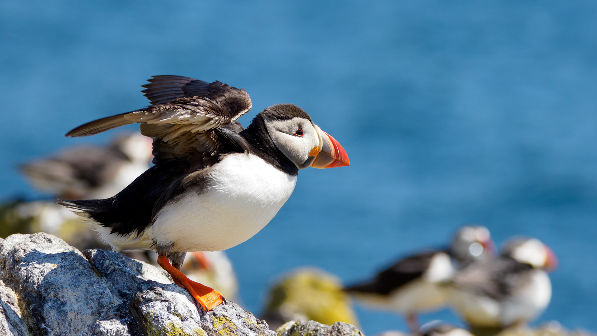 Puffin on the Isle of May, Scotland