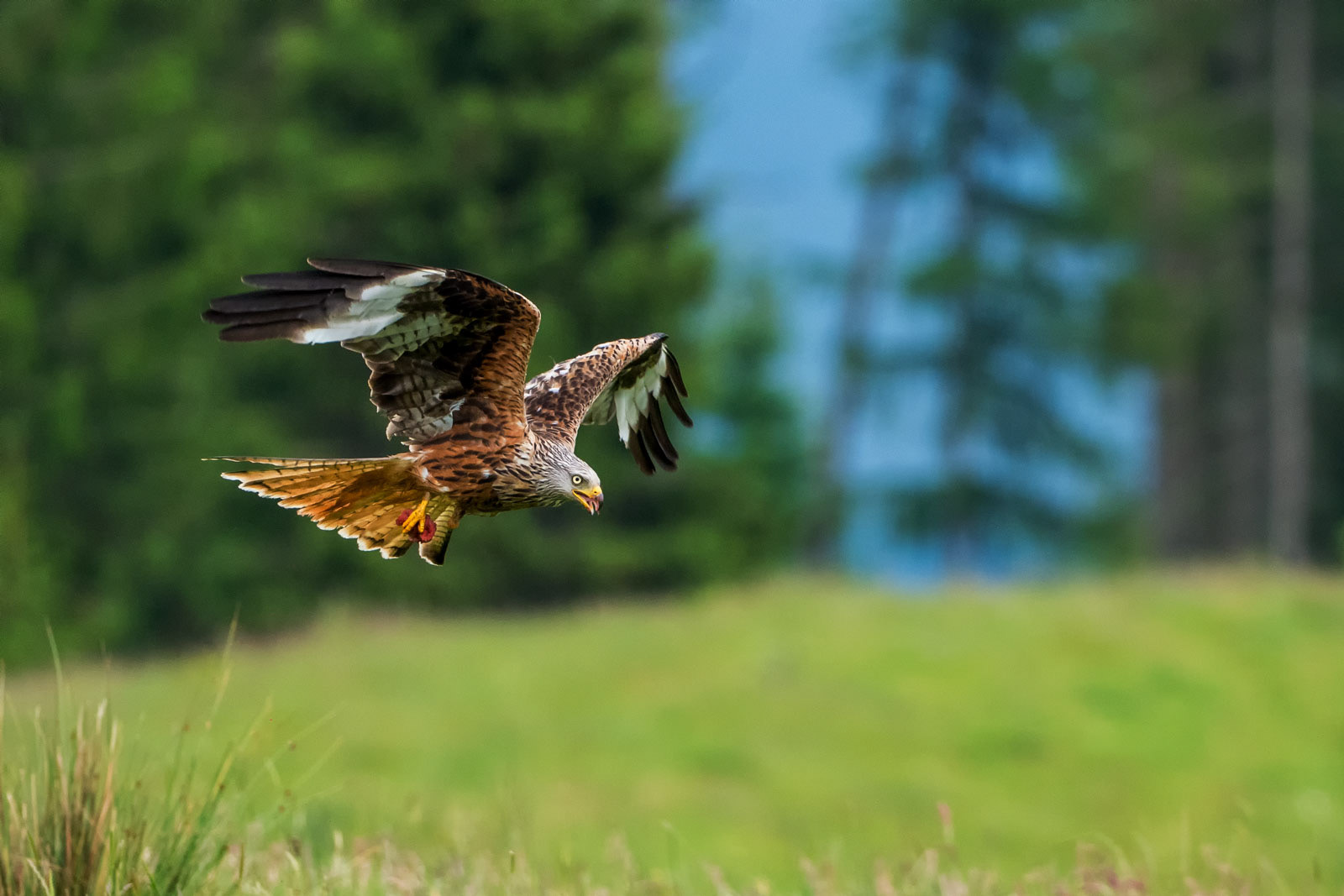 Red Kite, Scotland
