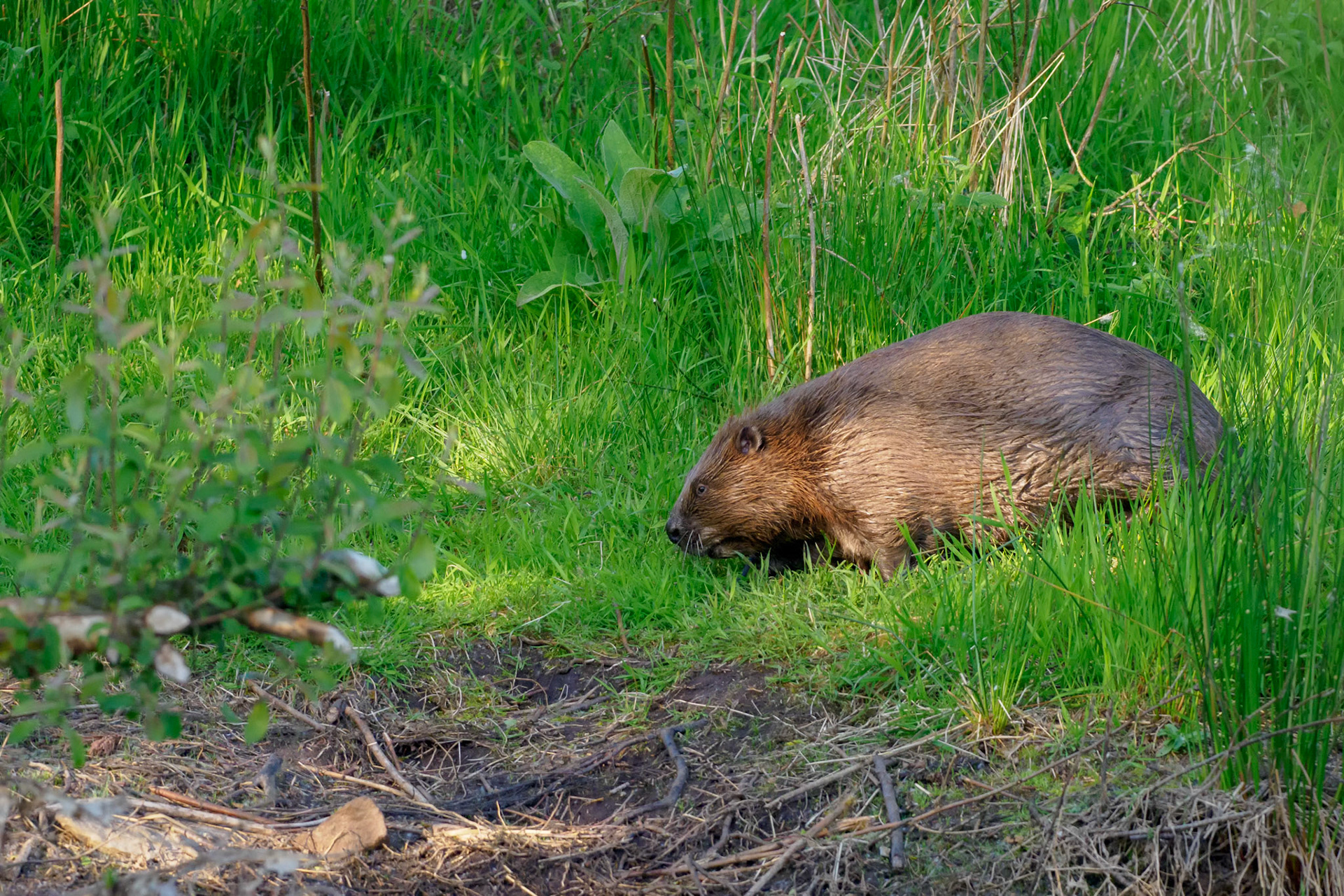 Beaver, Scotland