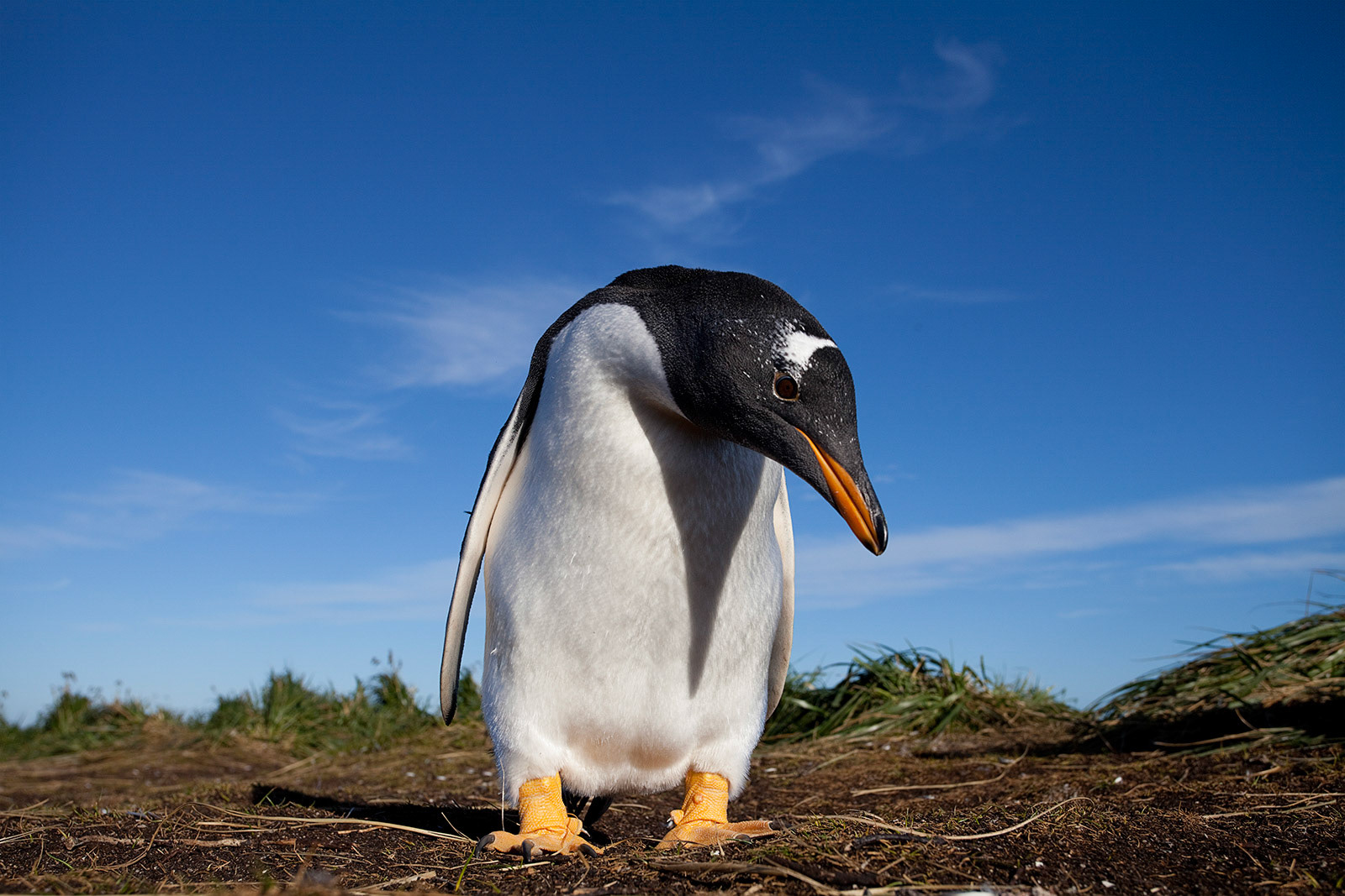 A Gentoo Penguin (Pygoscelis papua) on Sea Lion Island