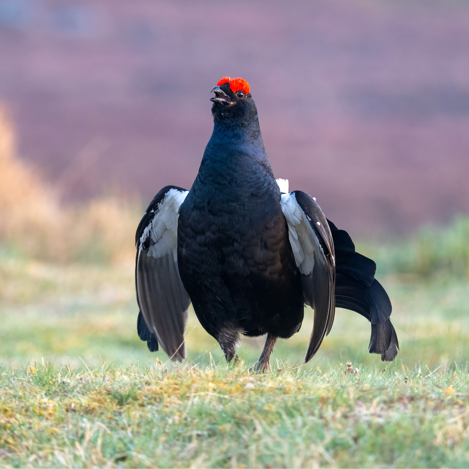 Black Grouse at a Lek