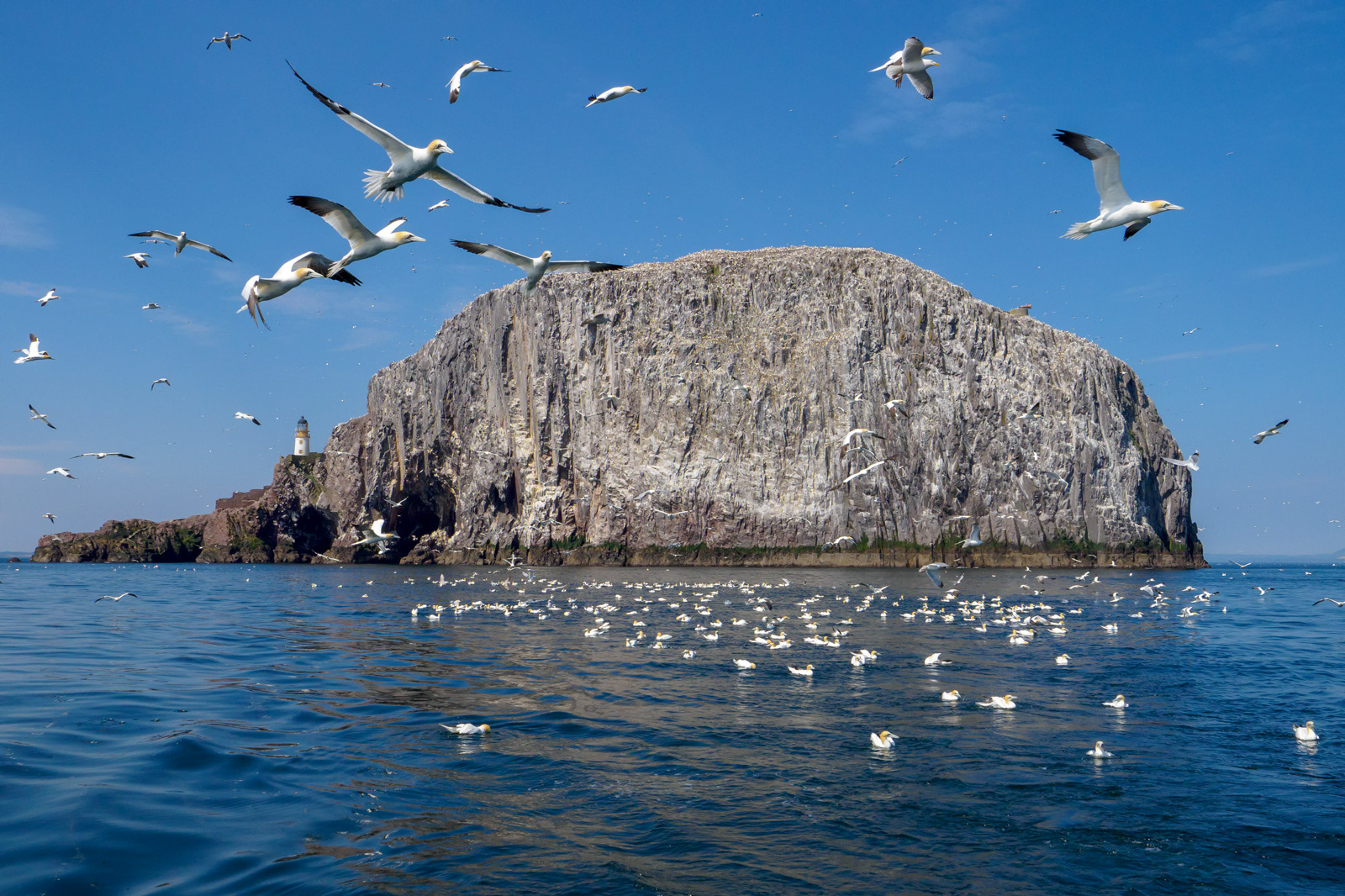 Gannets at Bass Rock