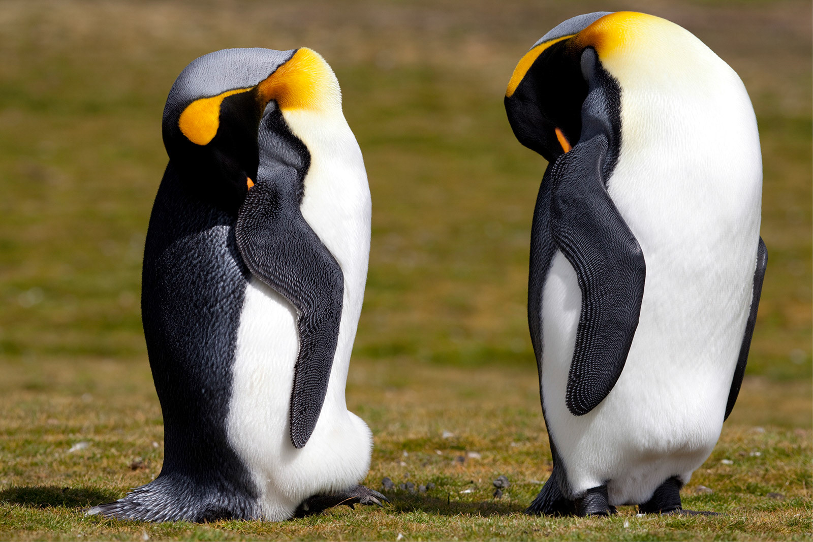 King Penguins (Aptenodytes patagonicus) at Volunteer Point in the Falkland Islands.