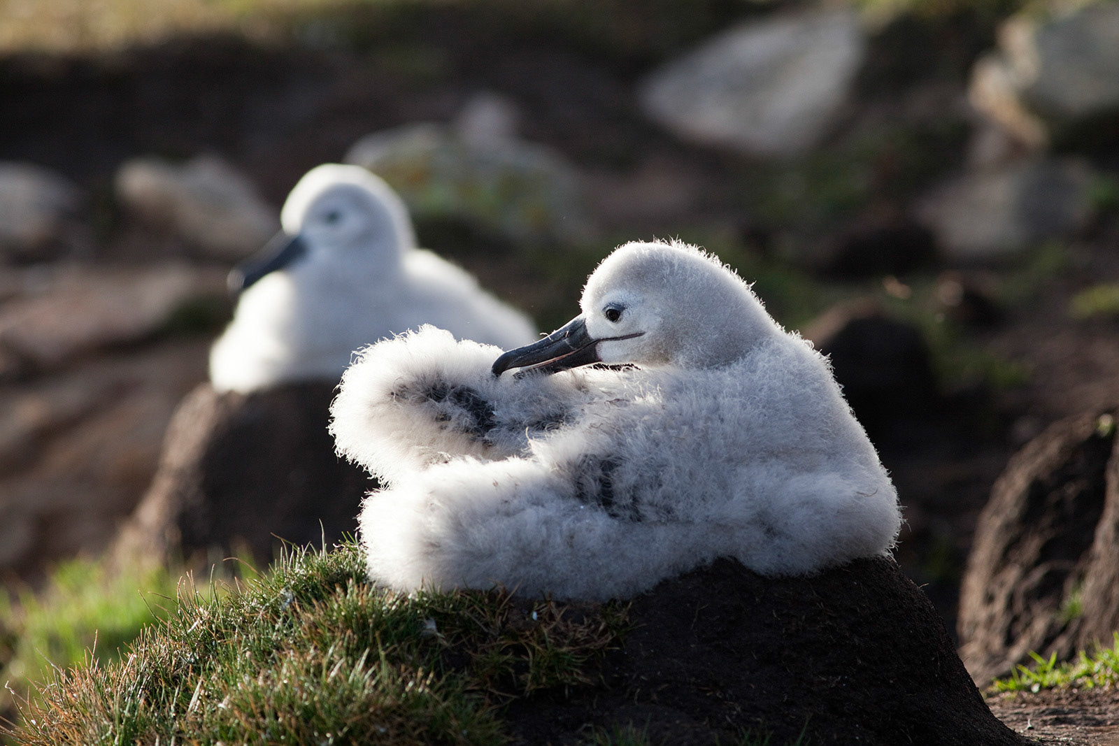 Black-Browed Albatross chicks, Falkland Islands.