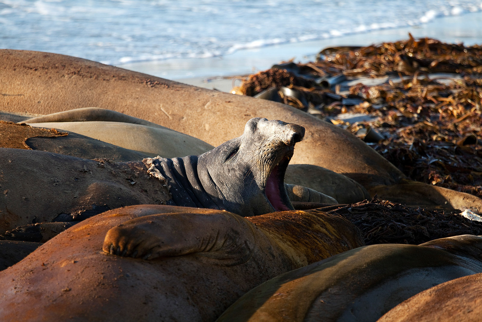 A Southern Elephant Seal (Mirounga leonina) yawns while lying on a beach in the morning sun.Taken on Sea Lion Island