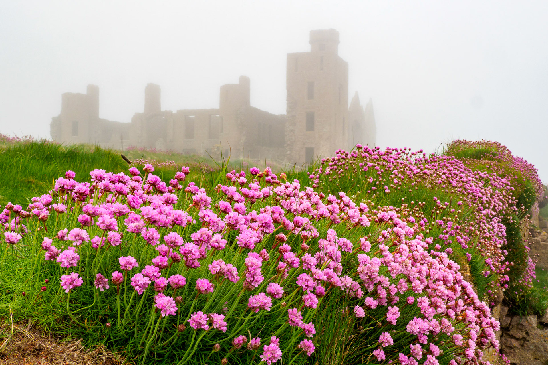 Sea Thrift on the cliffs near Slains Castle
