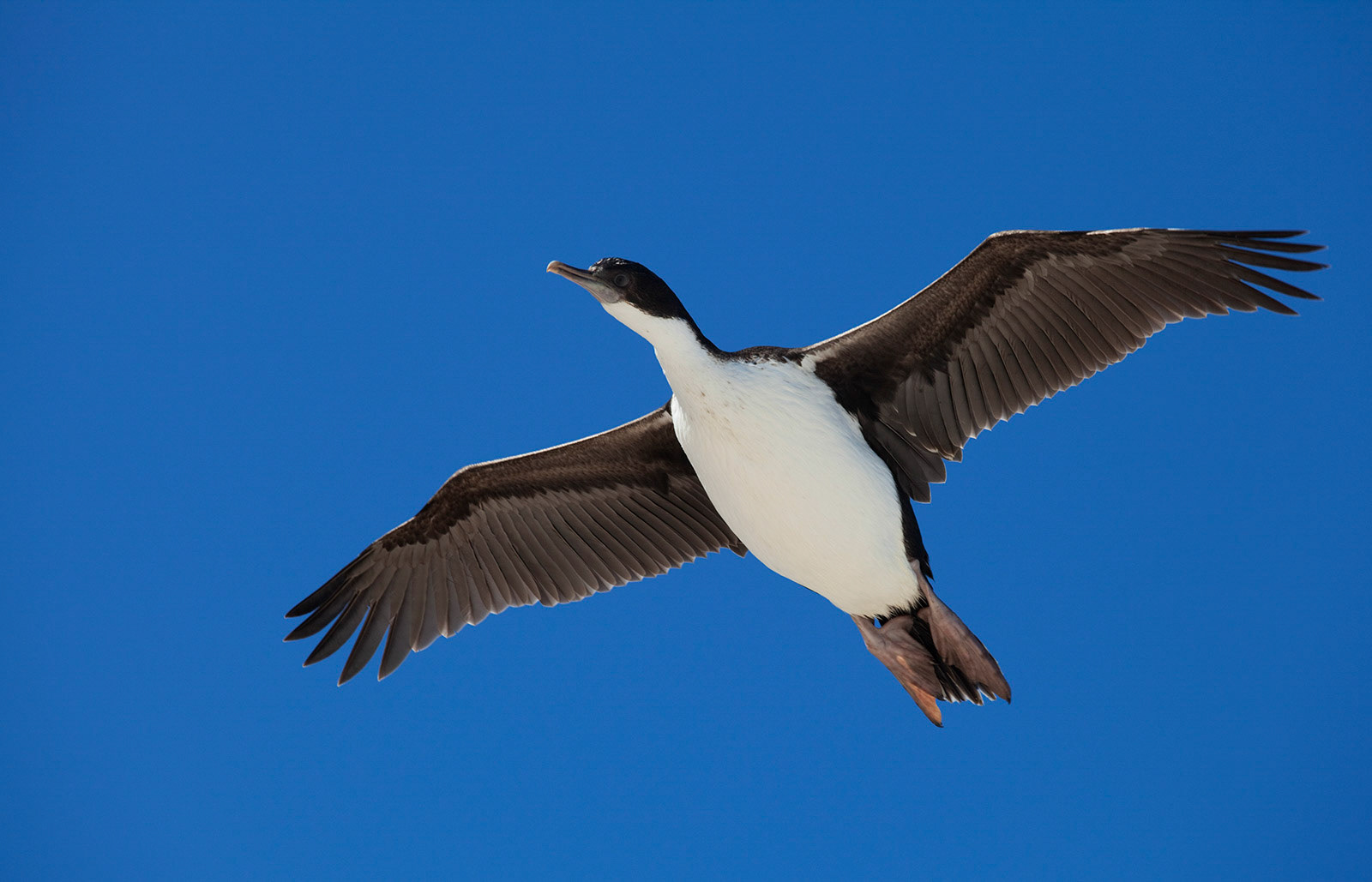 King Cormorant (Phalacrocorax atriceps) in flight, Sea Lion Island.