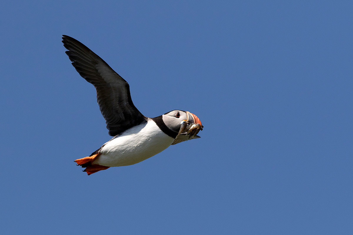Puffin in flight, Isle of May, Scotland
