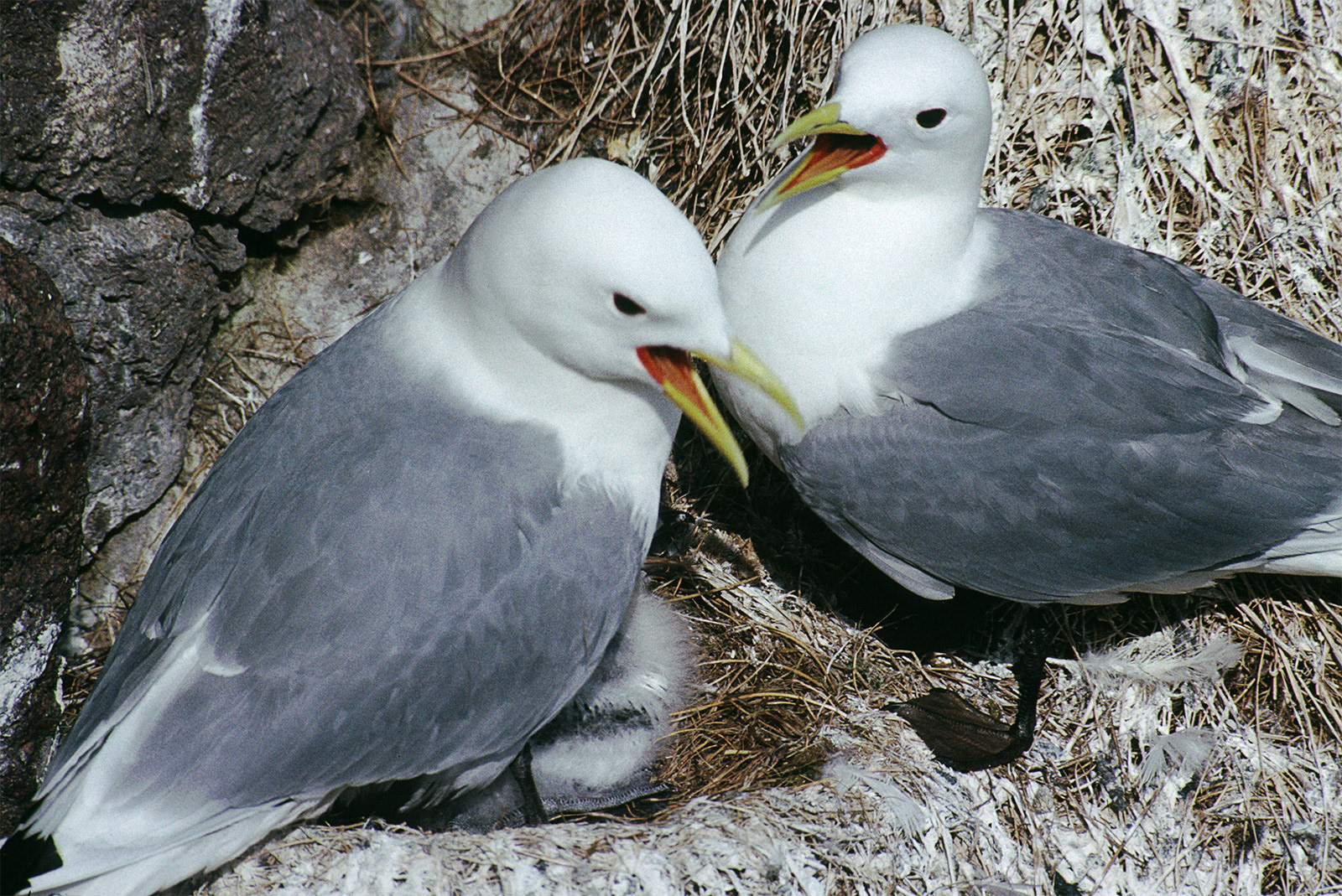 Nesting Kittiwakes, Scotland