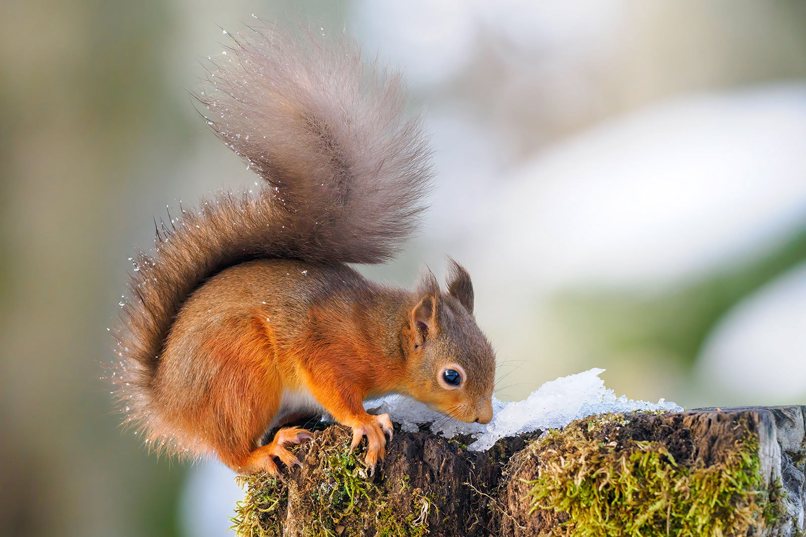 Red Squirrel