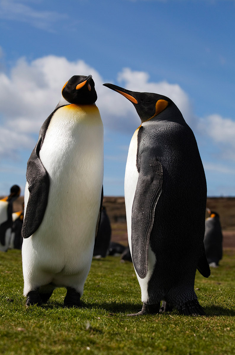 King Penguins (Aptenodytes patagonicus) at Volunteer Point in the Falkland Islands.