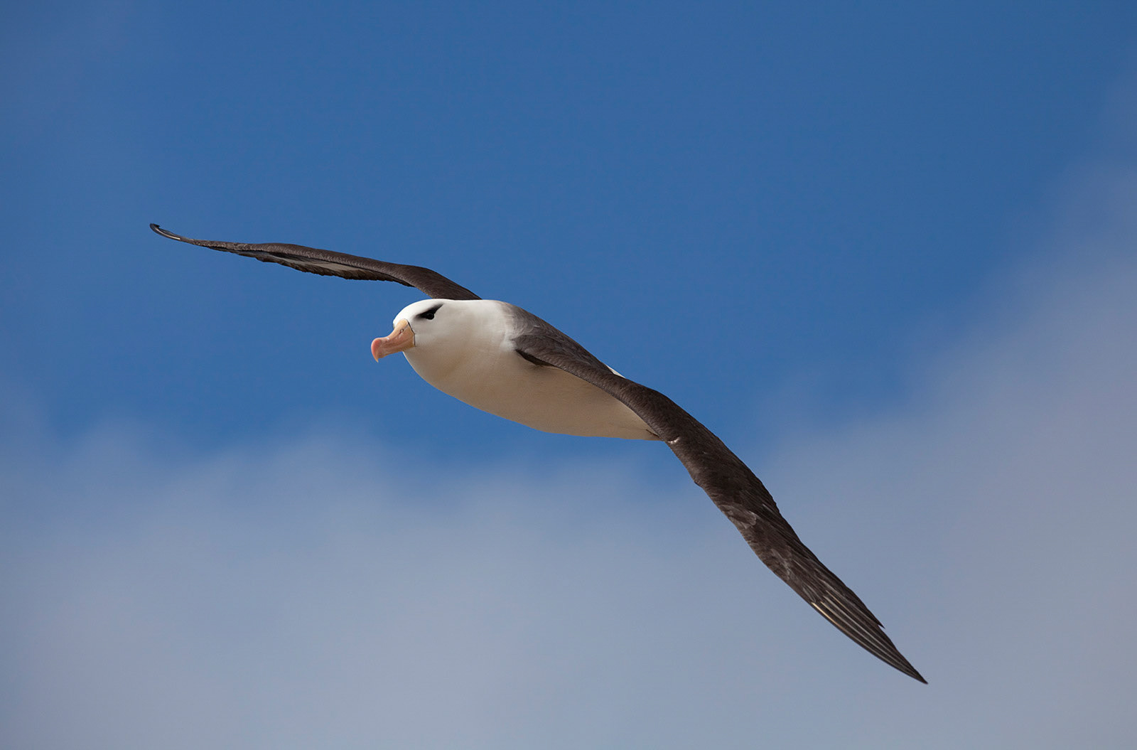 Black-Browed Albatross in flight
