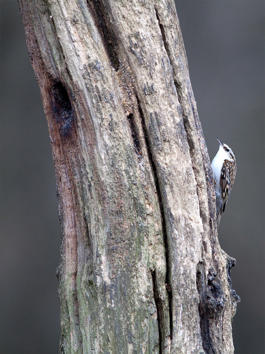 Treecreeper, Scotland