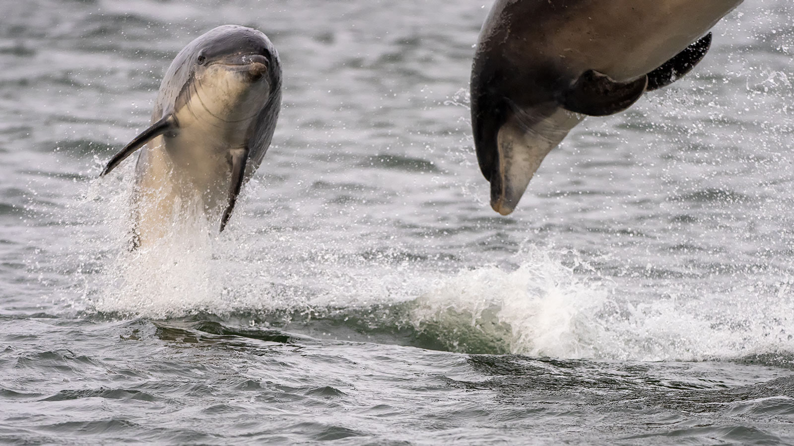 Dolphins, Scotland