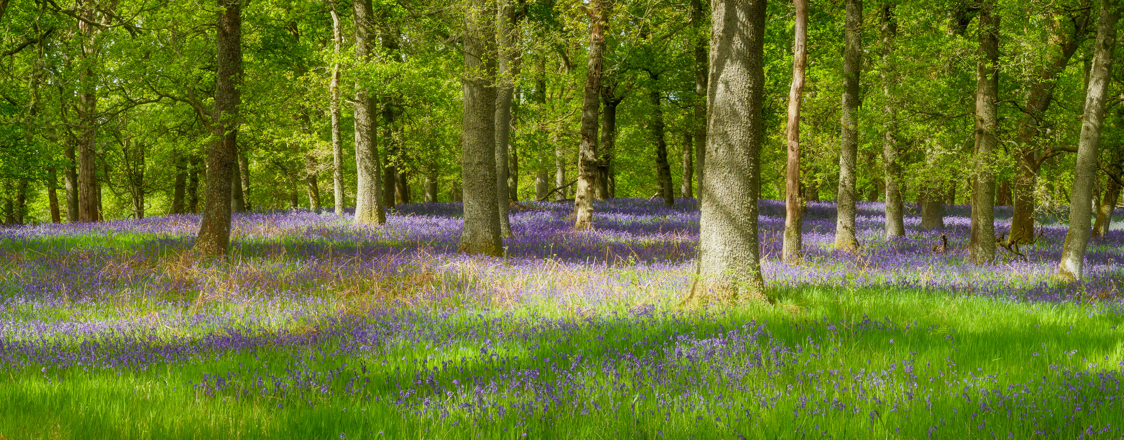 Bluebells and Oak Trees in Kinclaven Woods