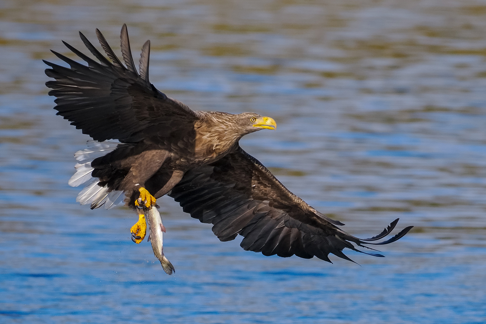 Sea Eagle, Scotland