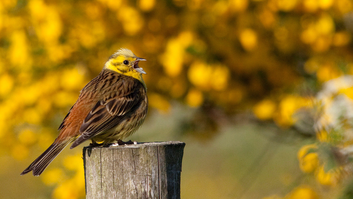 Yellowhammer