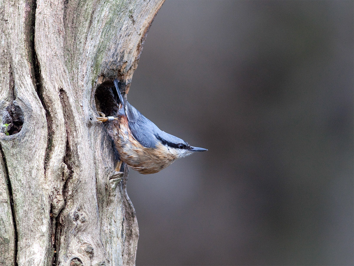 Nuthatch, Scotland