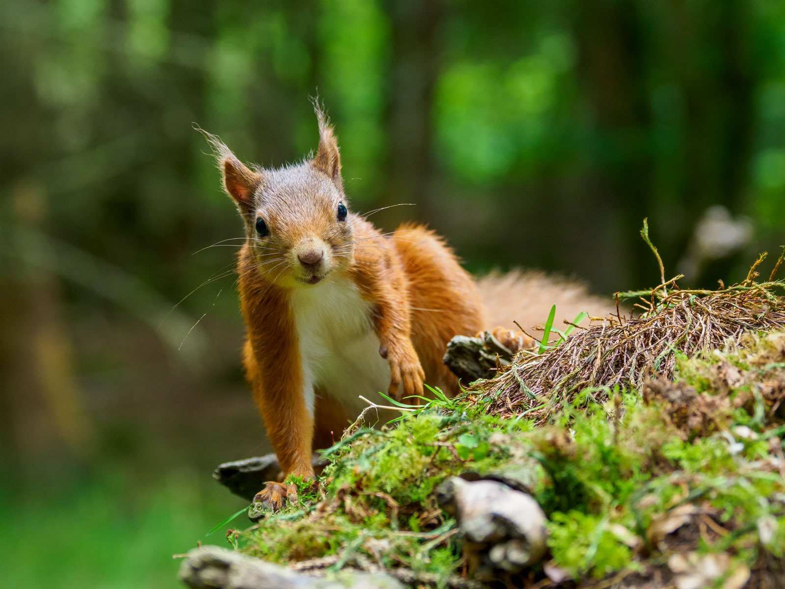 Red Squirrel, Scotland
