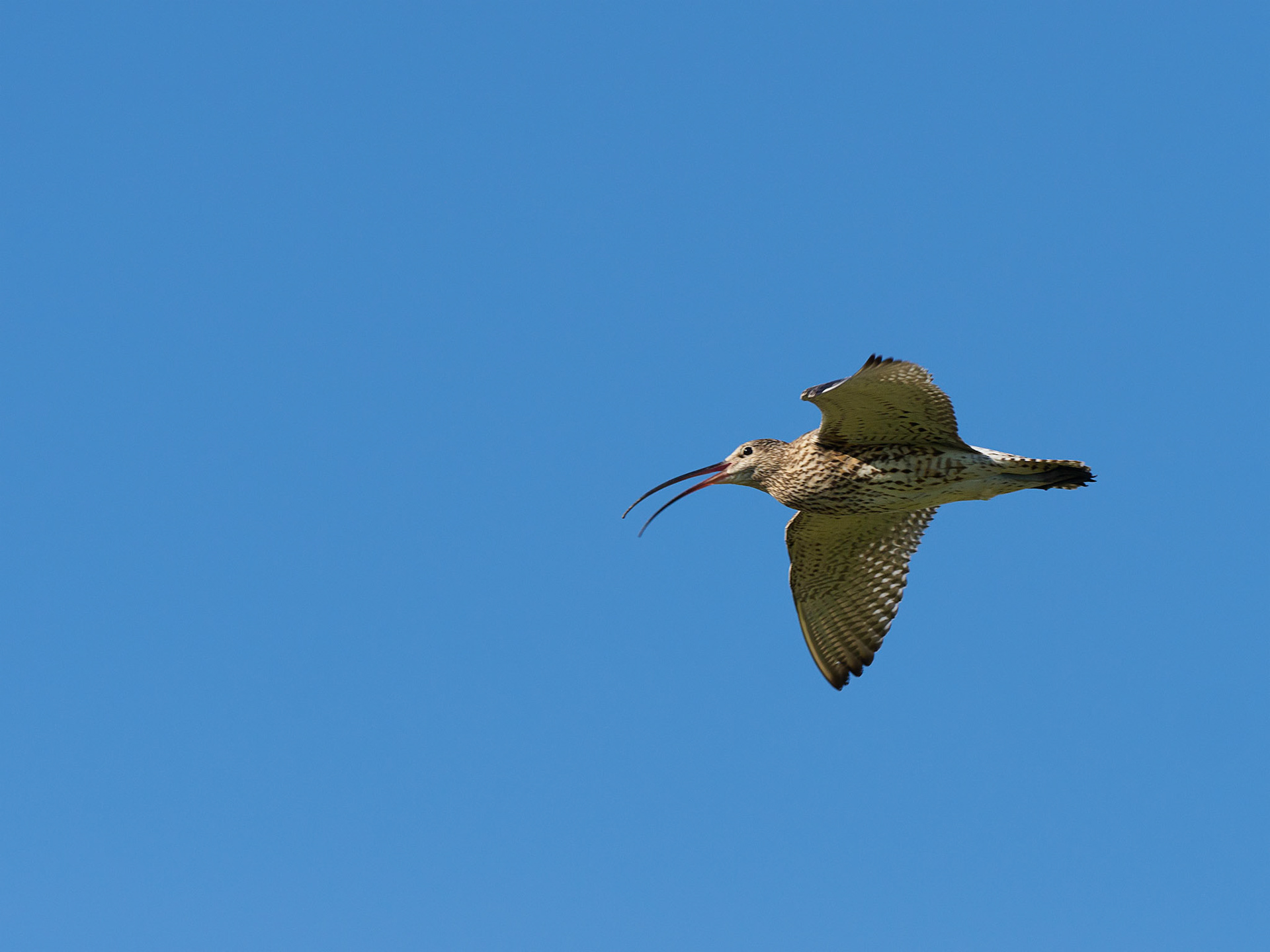 Curlew, Orkney