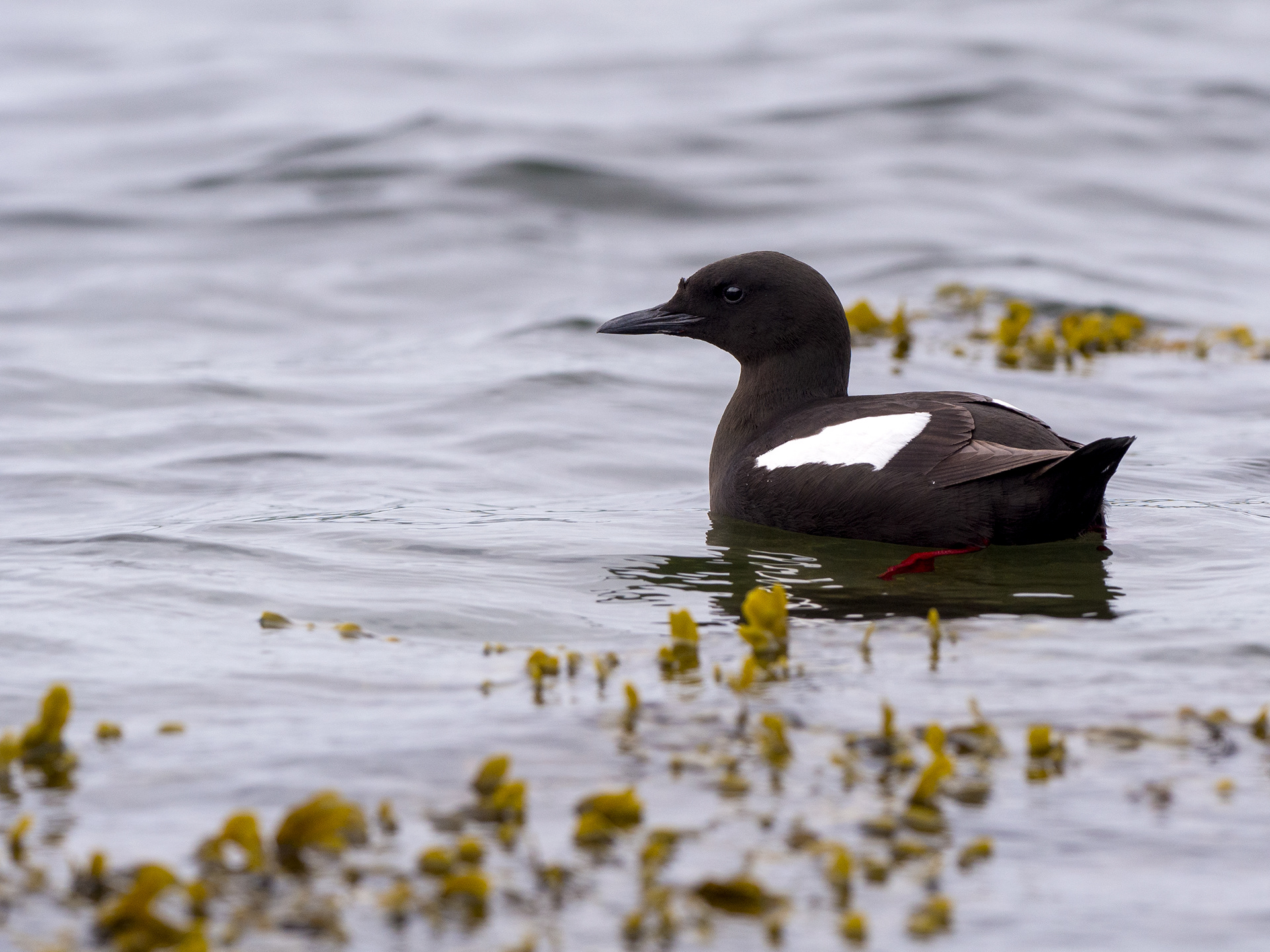 Black Guillemot (Tystie), Scotland