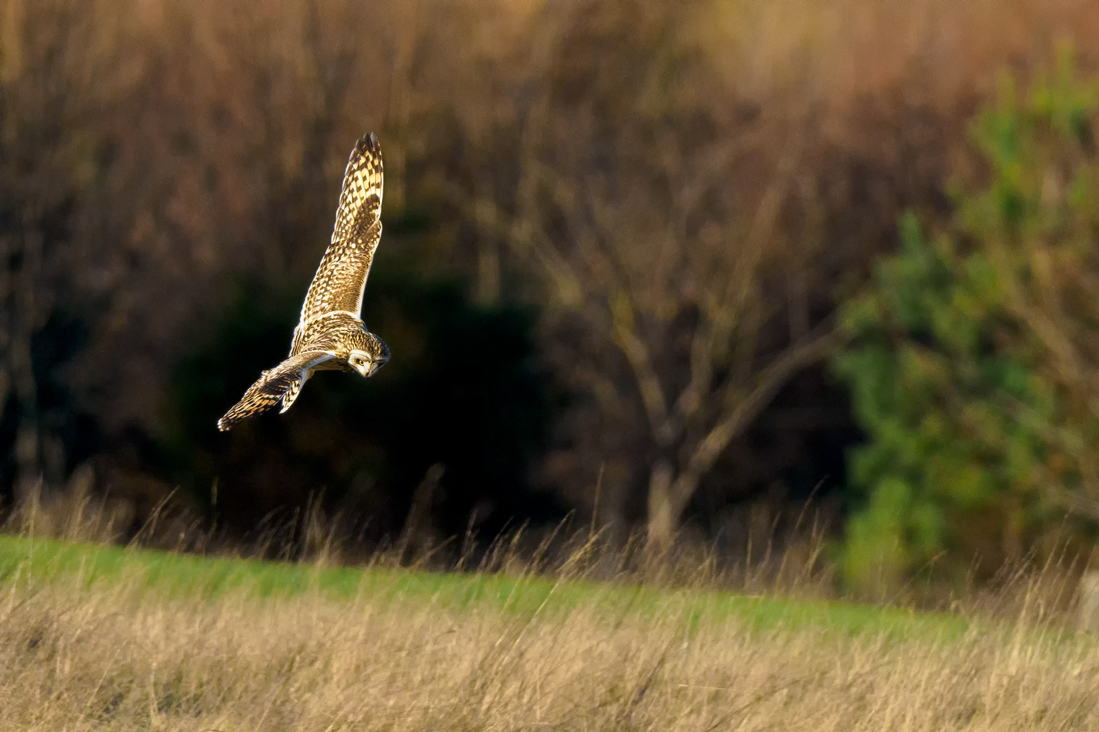 Short Eared Owl Hunting