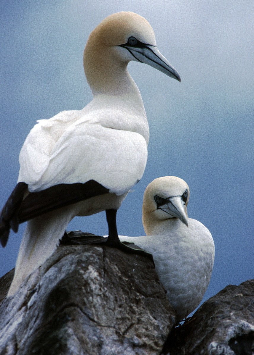 Gannets, Bass Rock