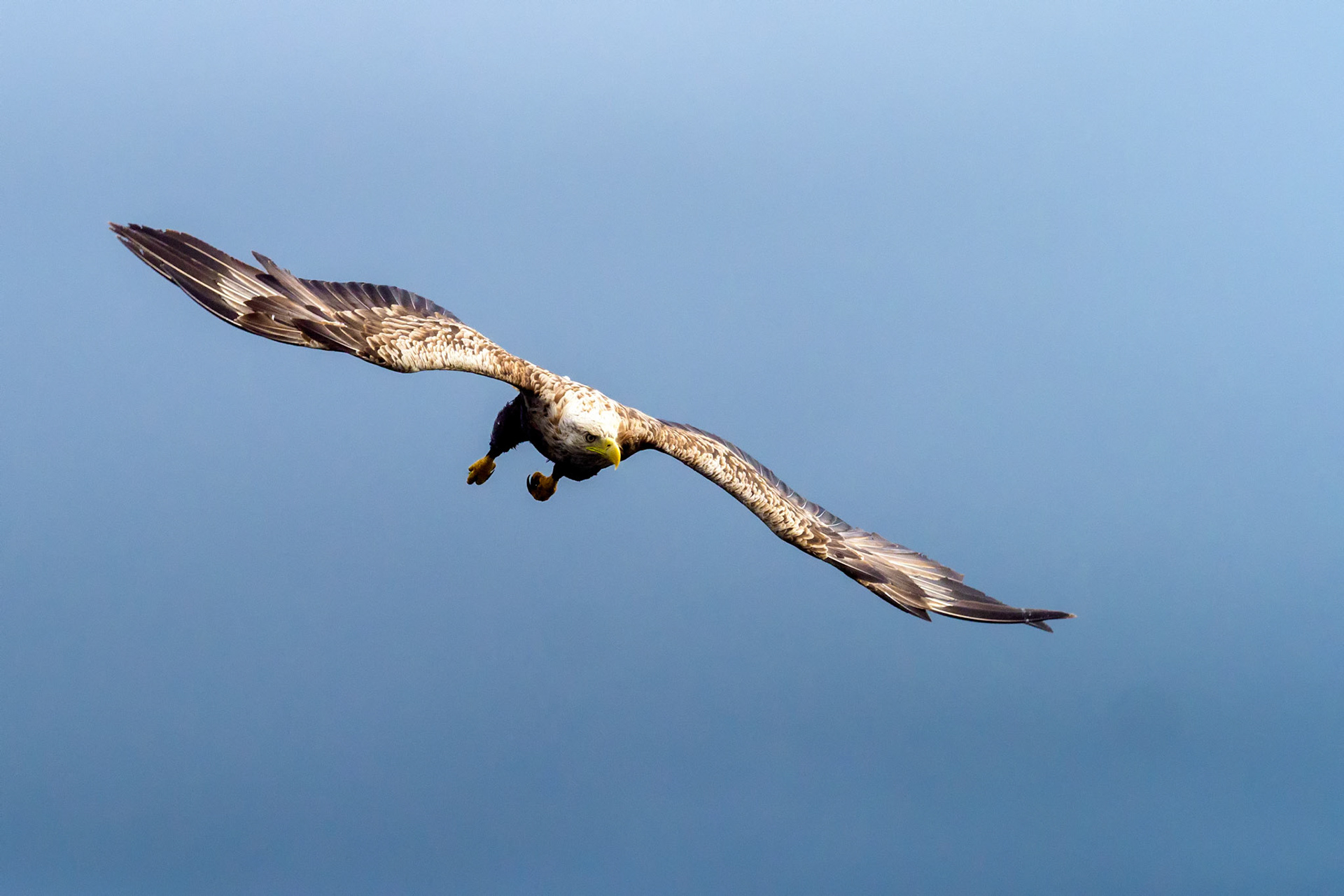 White Tailed Eagle, Isle of Mull