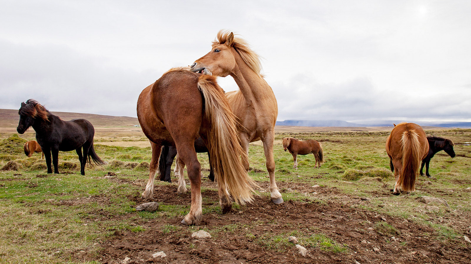 A group of Icelandic Horses